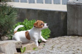 IMG 3851